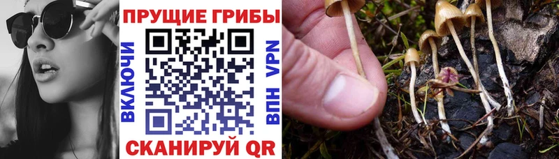 Псилоцибиновые грибы MAGIC MUSHROOMS  цена   omg ссылка  Хилок 